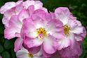Bretagne (329)